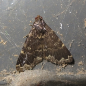 Mormoscopa sordescens at Namadgi National Park - 23 Jan 2024