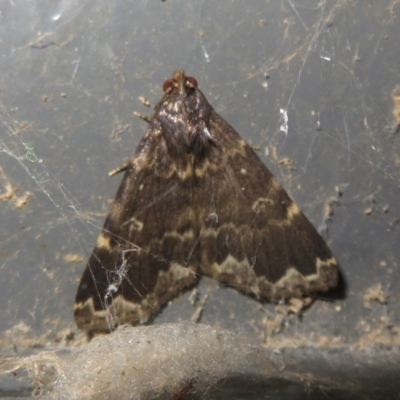 Mormoscopa sordescens (An Erebid moth (Herminiinae)) at Booth, ACT - 22 Jan 2024 by Christine