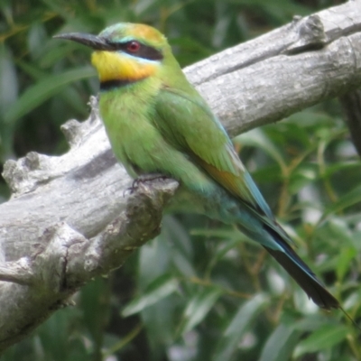 Merops ornatus (Rainbow Bee-eater) at Tharwa, ACT - 23 Jan 2024 by Christine