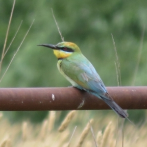 Merops ornatus at Tharwa, ACT - 23 Jan 2024