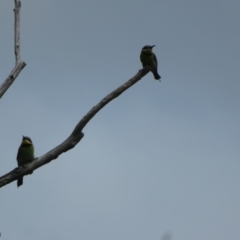 Merops ornatus at Tharwa, ACT - 23 Jan 2024 02:34 PM