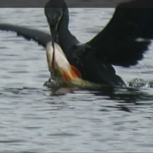 Perca fluviatilis at West Belconnen Pond - 25 Jan 2024