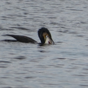 Perca fluviatilis at West Belconnen Pond - 25 Jan 2024