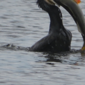 Perca fluviatilis at West Belconnen Pond - 25 Jan 2024