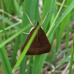 Uresiphita ornithopteralis (Tree Lucerne Moth) at Lyons, ACT - 25 Jan 2024 by ran452
