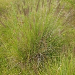 Cenchrus purpurascens (Swamp Foxtail) at Theodore, ACT - 26 Jan 2024 by Nina