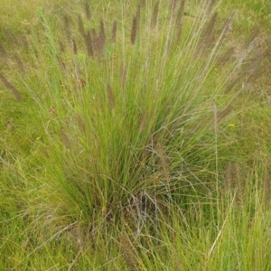 Cenchrus purpurascens at Melrose - 26 Jan 2024