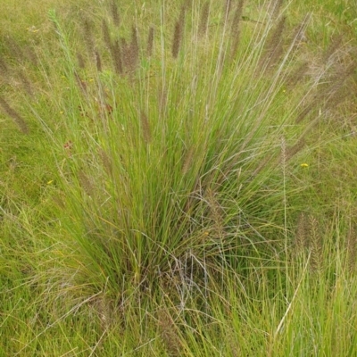 Cenchrus purpurascens (Swamp Foxtail) at Melrose - 26 Jan 2024 by Nina