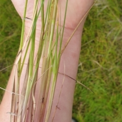 Cenchrus purpurascens at Melrose - 26 Jan 2024