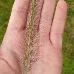 Cenchrus purpurascens at Melrose - 26 Jan 2024