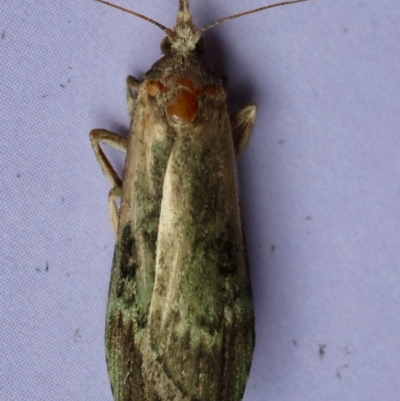 Heteromicta tripartitella (A Pyralid moth) at Hughes, ACT - 26 Jan 2024 by LisaH