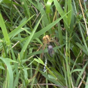 Araneinae (subfamily) at Lyons, ACT - 26 Jan 2024 11:26 AM