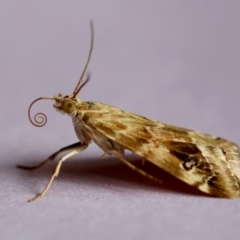 Hellula hydralis (Cabbage Centre Moth) at Hughes, ACT - 26 Jan 2024 by LisaH