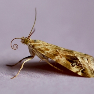 Hellula hydralis (Cabbage Centre Moth) at Hughes, ACT - 26 Jan 2024 by LisaH