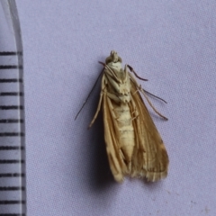 Hellula hydralis at Hughes, ACT - 26 Jan 2024