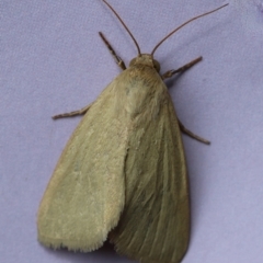 Heliocheilus moribunda (A Noctuid moth) at Hughes, ACT - 25 Jan 2024 by LisaH