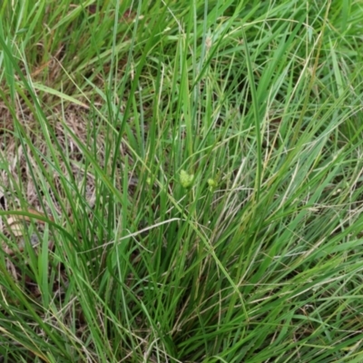 Carex inversa (Knob Sedge) at Lyons, ACT - 25 Jan 2024 by ran452