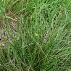 Carex inversa (Knob Sedge) at Lyons, ACT - 25 Jan 2024 by ran452