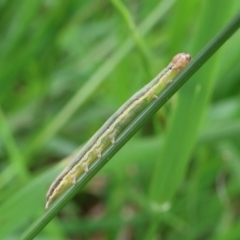 Lepidoptera unclassified IMMATURE moth at Lyons, ACT - 25 Jan 2024 by ran452