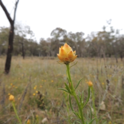 Xerochrysum viscosum (Sticky Everlasting) at Bonner, ACT - 4 Nov 2023 by michaelb