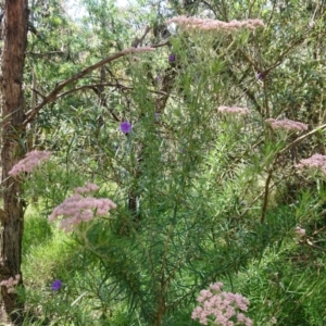 Cassinia aculeata subsp. aculeata at Mount Ainslie to Black Mountain - 24 Nov 2022 02:10 PM