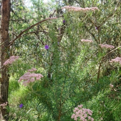 Cassinia aculeata subsp. aculeata (Dolly Bush, Common Cassinia, Dogwood) at Mount Ainslie to Black Mountain - 24 Nov 2022 by Pallis2020