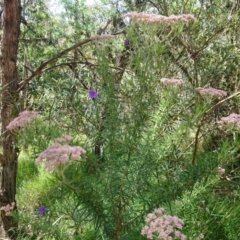 Cassinia aculeata subsp. aculeata (Dolly Bush, Common Cassinia, Dogwood) at Mount Pleasant - 24 Nov 2022 by Pallis2020
