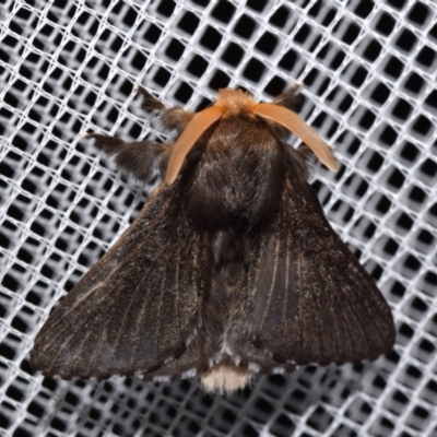 Symphyta nyctopis (A Bombycoid Moth (Lasiocampinae)) at Jerrabomberra, NSW - 25 Jan 2024 by DianneClarke