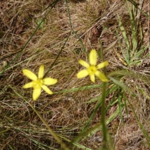 Tricoryne elatior at Mount Ainslie to Black Mountain - 5 Dec 2022