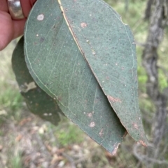 Eucalyptus fibrosa subsp. fibrosa at Wollondilly Local Government Area - 26 Jan 2024 by Mavis