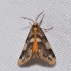 Anestia (genus) (A tiger moth) at Jerrabomberra, NSW - 23 Jan 2024 by DianneClarke