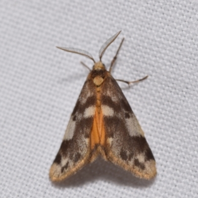 Anestia (genus) (A tiger moth) at Jerrabomberra, NSW - 23 Jan 2024 by DianneClarke