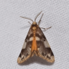Anestia (genus) (A tiger moth) at QPRC LGA - 23 Jan 2024 by DianneClarke