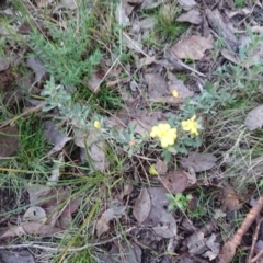 Hibbertia obtusifolia (Grey Guinea-flower) at Mount Ainslie to Black Mountain - 29 May 2022 by Pallis2020