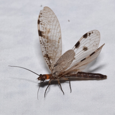 Archichauliodes (Riekochauliodes) guttiferus (Dobsonfly or Fishfly) at Jerrabomberra, NSW - 23 Jan 2024 by DianneClarke
