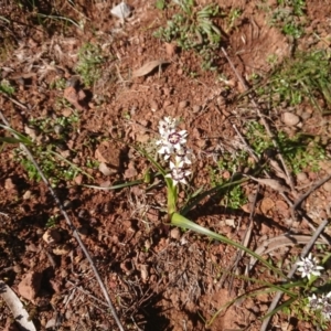 Wurmbea dioica subsp. dioica at Mount Ainslie to Black Mountain - 31 Jul 2020
