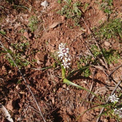 Wurmbea dioica subsp. dioica (Early Nancy) at Campbell, ACT - 31 Jul 2020 by Pallis2020