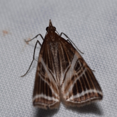 Phrataria transcissata (Dark Phrataria) at Jerrabomberra, NSW - 22 Jan 2024 by DianneClarke