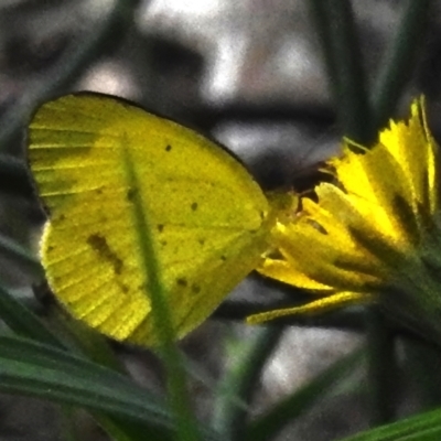 Eurema smilax (Small Grass-yellow) at Tharwa, ACT - 26 Jan 2024 by JohnBundock