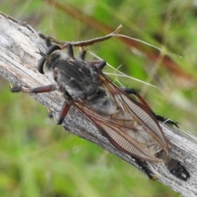 Unidentified Robber fly (Asilidae) at Birrigai - 25 Jan 2024 by JohnBundock