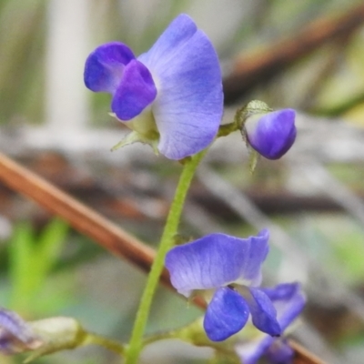 Glycine clandestina (Twining Glycine) at Birrigai - 25 Jan 2024 by JohnBundock