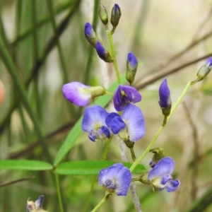 Glycine clandestina at Birrigai - 25 Jan 2024