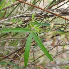 Glycine clandestina at Birrigai - 25 Jan 2024