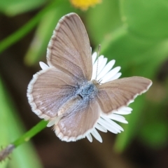 Zizina otis (Common Grass-Blue) at Wodonga, VIC - 26 Jan 2024 by KylieWaldon