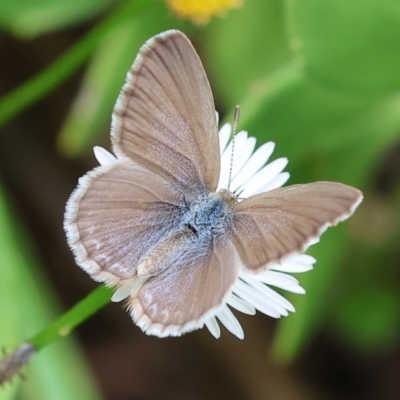 Zizina otis (Common Grass-Blue) at Wodonga - 26 Jan 2024 by KylieWaldon