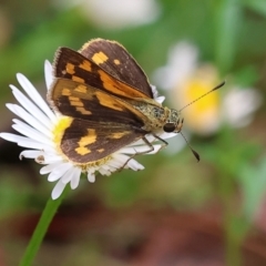 Ocybadistes walkeri (Green Grass-dart) at Wodonga, VIC - 26 Jan 2024 by KylieWaldon