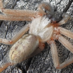 Delena cancerides (Social huntsman spider) at Kambah, ACT - 25 Jan 2024 by JohnBundock