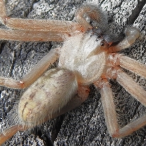 Delena cancerides at Tidbinbilla Nature Reserve - 25 Jan 2024 11:57 AM