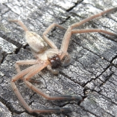 Delena cancerides at Tidbinbilla Nature Reserve - 25 Jan 2024