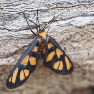 Amata (genus) at Namadgi National Park - 20 Jan 2024 07:52 AM